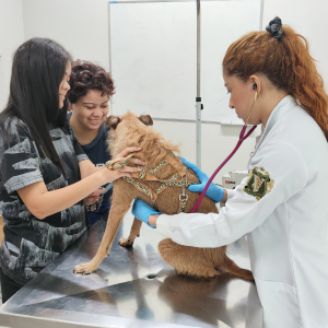 UFNT abre processo seletivo para Programa de Aprimoramento em Medicina Veterinária