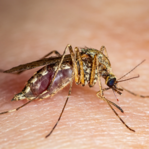Agosto Verde – período dedicado a conscientização sobre leishmaniose